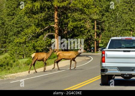 Elks on Road - deux jeunes welks qui traversent la US route 36 le matin du printemps dans le parc national des montagnes Rocheuses, Colorado, États-Unis. Banque D'Images