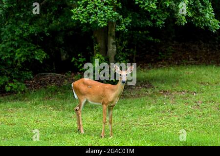 Jeune cerf - UN jeune cerf de Virginie qui broutage dans un pré, sur le côté de Colonial Parkway, le soir du printemps. Près de la ville historique de Jamestown, Virginie, États-Unis. Banque D'Images