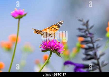 Painted Lady on Pink Flower - UN papillon lady peint, Vanessa cardui, debout et se nourrissant sur une fleur rose vif dans un parterre d'été. CO, ÉTATS-UNIS. Banque D'Images