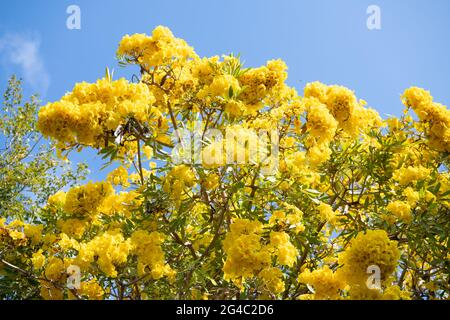 Arbre de Tabebuia en fleur. Le sommet de l'arbre fleuriit. Fleurs jaunes de cime sur ciel bleu Banque D'Images