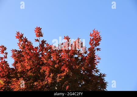 feuilles d'automne rouges, feuilles d'érable rouges dans un beau parc. Saison d'automne. Banque D'Images