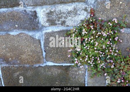 plante ivy avec de petites fleurs qui poussent sur le vieux mur. Banque D'Images