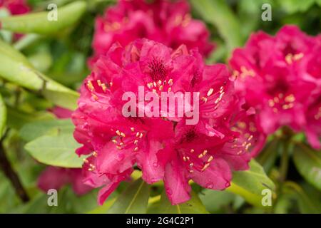 Rhododendron «Marie forte» fleurs avec des gouttes de pluie. Grappes de fleurs rouge pourpre profondes en forme d'entonnoir avec des marques sombres à la gorge. Juin, Autriche Banque D'Images