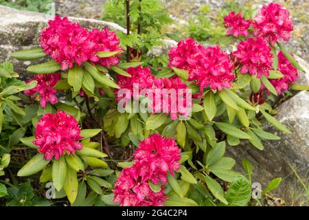 Rhododendron ‘Marie forte’ fleurit avec des gouttes de pluie. Grappes de fleurs rouges en forme d'entonnoir, rouge foncé, avec des marques sombres sur la gorge de chaque fleur Banque D'Images