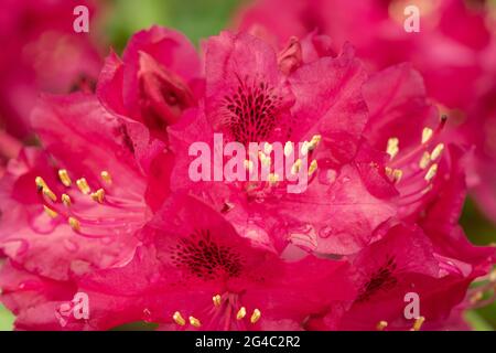 Rhododendron ‘Marie forte’ fleurit avec des gouttes de pluie. Grappes de fleurs rouges en forme d'entonnoir, rouge foncé, avec des marques sombres sur la gorge de chaque fleur Banque D'Images