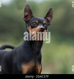 Broche miniature Banque D'Images