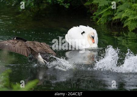 cygne attaquant une oie du canada Banque D'Images