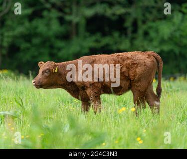 Calf. Ruby Devon Banque D'Images
