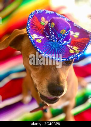 Chihuahua et Dachshund mélanger chien connu autrement comme Chiweenie portant un sombrero avec un fond coloré. Et faible profondeur de champ Banque D'Images