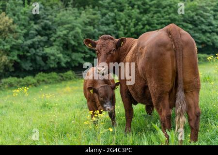 Vache et veau Ruby Devon Banque D'Images