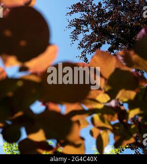 Fagus sylvatica Atropunicea - feuillage de hêtre de cuivre contre ciel bleu Banque D'Images