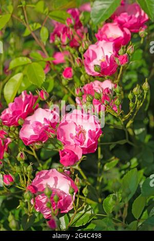 Fleurs roses nobles dans le jardin Banque D'Images