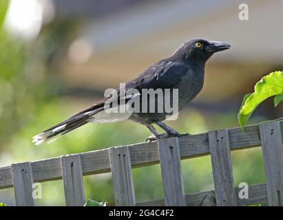 Pied Currawong (streppera granculina graculina) adulte debout sur la clôture de jardin sud-est Queensland, Australie Mars Banque D'Images