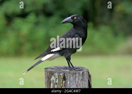 Pied Currawong (streppera granculina graculina) adulte debout sur un poste en bois au sud-est du Queensland, en Australie Janvier Banque D'Images