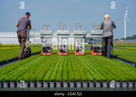 Commerce horticole, plantes à plumes à balais, en pots de fleurs, en plein air, Calluna vulgaris, Sont coupés pour optimiser la floraison, NRW, Allemagne Banque D'Images