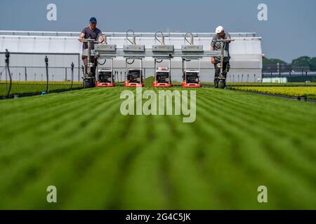 Commerce horticole, plantes à plumes à balais, en pots de fleurs, en plein air, Calluna vulgaris, Sont coupés pour optimiser la floraison, NRW, Allemagne Banque D'Images