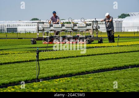 Commerce horticole, plantes à plumes à balais, en pots de fleurs, en plein air, Calluna vulgaris, Sont coupés pour optimiser la floraison, NRW, Allemagne Banque D'Images