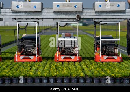 Commerce horticole, plantes à plumes à balais, en pots de fleurs, en plein air, Calluna vulgaris, Sont coupés pour optimiser la floraison, NRW, Allemagne Banque D'Images