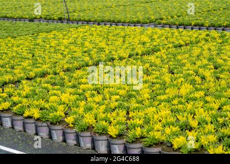 Commerce horticole, plantes à plumes à balais, en pots de fleurs, en plein air, Calluna vulgaris, NRW, Allemagne Banque D'Images