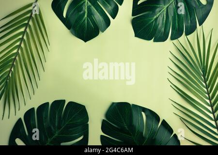 Eaves de palmiers monstères et tropicaux, fond créatif, concept minimal, espace pour une note, fond vert pastel Banque D'Images