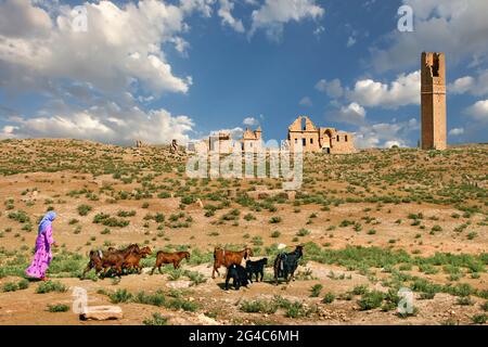 Bergers et ses chèvres dans les ruines du vieux village de Harran, à Sanliurfa, Turquie Banque D'Images