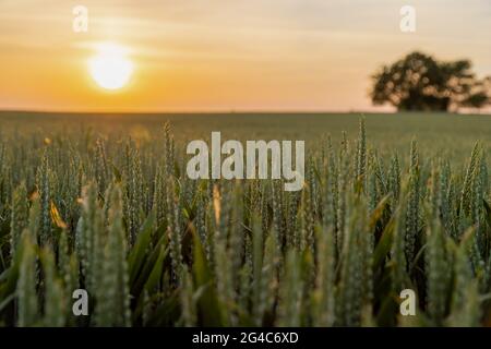 Un impressionnant coucher de soleil coloré au-dessus des terres agricoles qui est cultivé avec du blé et prêt à la récolte. La récolte s'illumine magnifique pendant l'heure d'or Banque D'Images