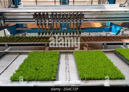 Entreprise horticole, boutures, bruyère, plantes de bruyère à balai, Calluna vulgaris, sont rempotés par un robot de plantation après la croissance, dans plus grande fleur p Banque D'Images