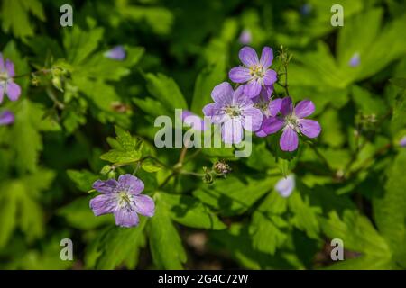 Géraniums sauvages couvrant les zones ouvertes de la forêt le long des sentiers de proximité vue sur les fleurs lors d'une journée ensoleillée en été Banque D'Images