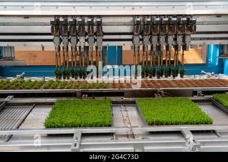 Entreprise horticole, boutures, bruyère, plantes de bruyère à balai, Calluna vulgaris, sont rempotés par un robot de plantation après la croissance, dans plus grande fleur p Banque D'Images