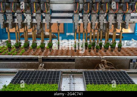 Entreprise horticole, boutures, bruyère, plantes de bruyère à balai, Calluna vulgaris, sont rempotés par un robot de plantation après la croissance, dans plus grande fleur p Banque D'Images