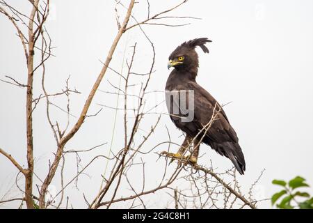 Long aigle à crête connu sous le nom de Lopheetus Occipitalis en latin, en Ouganda Banque D'Images