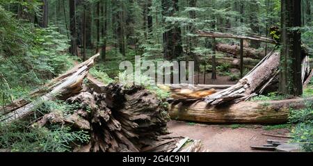 D'énormes séquoias côtiers, Sequoia sempervirens, prospèrent dans le climat humide du parc national Humboldt Redwoods, en Californie du Nord. Banque D'Images