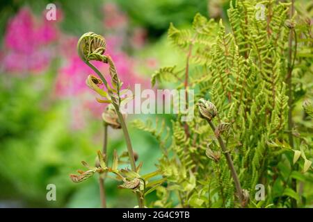 Osmonde Royale Osmunda regalis Banque D'Images