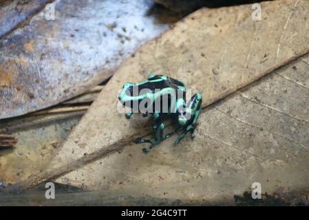 Grenouille verte et noire sur une feuille brune sèche Banque D'Images