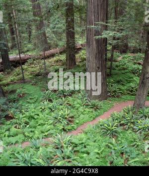 D'énormes séquoias côtiers, Sequoia sempervirens, prospèrent dans le climat humide du parc national Humboldt Redwoods, en Californie du Nord. Banque D'Images