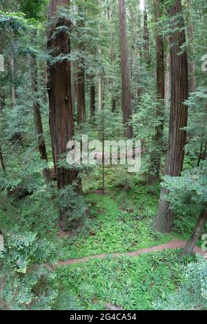 D'énormes séquoias côtiers, Sequoia sempervirens, prospèrent dans le climat humide du parc national Humboldt Redwoods, en Californie du Nord. Banque D'Images