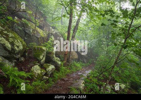 Le sentier des Appalaches entouré de brouillard, de fougères verdoyantes et de rochers dans le parc national de Shenandoah, en Virginie, aux États-Unis Banque D'Images