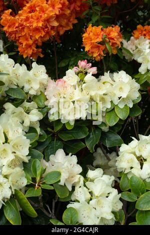 Boutons roses, jaune pâle Rhododendron Horizon Monarch Banque D'Images