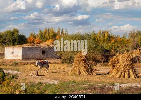 Scène de village à l'automne en Ouzbékistan Banque D'Images