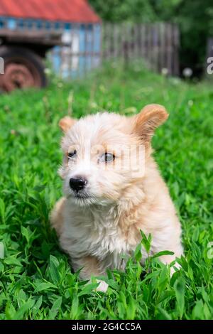 un petit chiot affectueux, un mongrel dans cette photo, qui a trouvé de bons propriétaires. Couleur rouge Banque D'Images