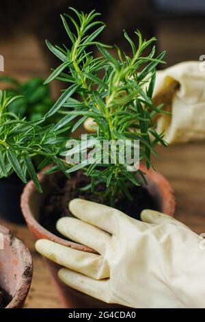 Mains en gants empotage de l'usine de romarin dans un nouveau pot d'argile sur fond de l'usine de basilic vert frais sur parquet. Rempotage et culture aromatique HE Banque D'Images