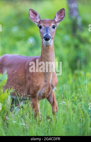 Le cerf doe dans le nord du Wisconsin. Banque D'Images