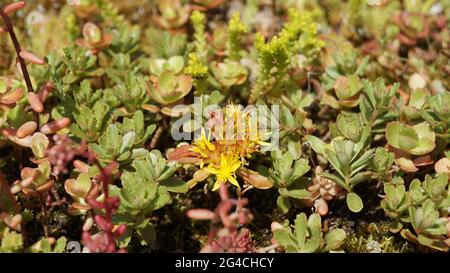 gros plans de fleurs et de plantes avec ou sans insectes Banque D'Images
