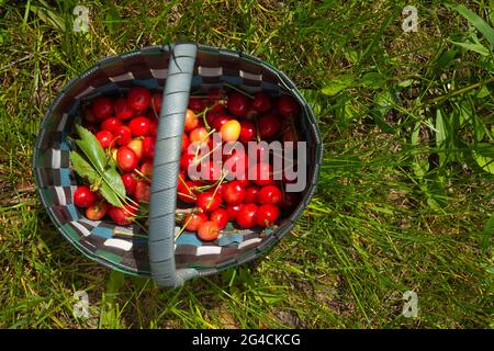 Panier de cerises mûres sur l'herbe verte par temps ensoleillé Banque D'Images