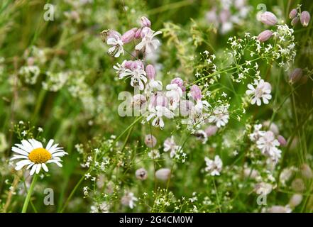 Silene vulgaris en fleurs en été Banque D'Images