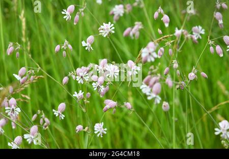 Silene vulgaris en fleurs en été Banque D'Images