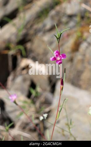 Une belle fleur pourpre délicate fleurit dans un champ sec et aride en conditions de sécheresse, comté de Sonora, CA. Banque D'Images