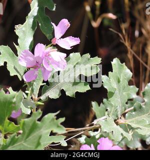 Une belle fleur pourpre délicate fleurit dans un champ sec et aride en conditions de sécheresse, comté de Sonora, CA. Banque D'Images