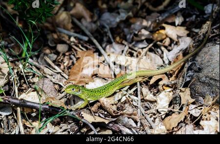 Un lézard toujours vert Banque D'Images