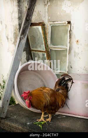 Un coq à l'extérieur d'une maison de village sur Tap Mun (Grass Island), New Territories, Hong Kong Banque D'Images